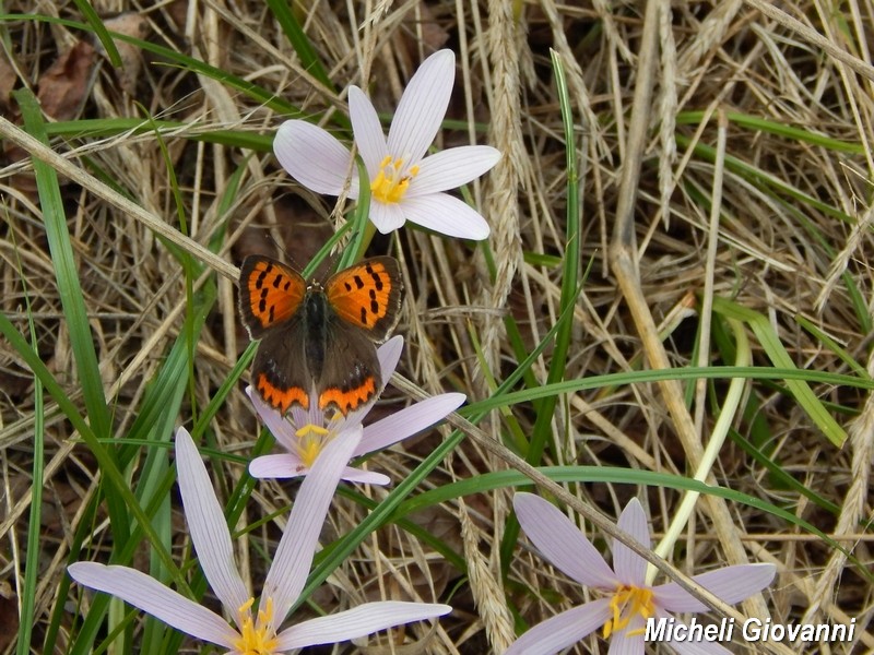 Parco del Ticino : incontri del 12/9/15